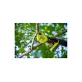 Ryobi One+ 18V Cordless One Handed Recip Saw Pruning ergo design P2503