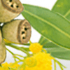 Eucalyptus