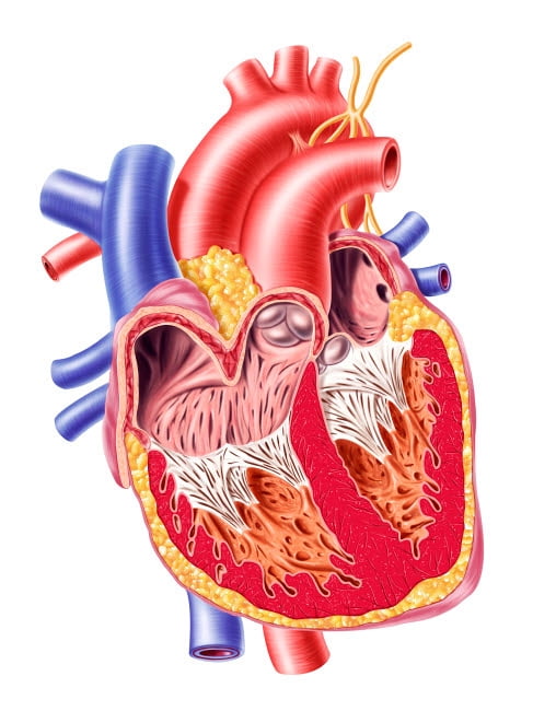 Anatomy of human heart cross section Poster Print by Leonello Calvetti