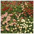 thumbnail image 2 of Everwilde Farms - 1/4 lb English Daisy Mixed Garden Flower Seeds - Gold Vault Bulk Seed Packet, 2 of 3