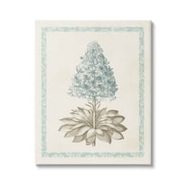 Stupell Industries Vintage Plant Nature Study Graphic Art Gallery Wrapped Canvas Print Wall Art, Design by Vision Studio