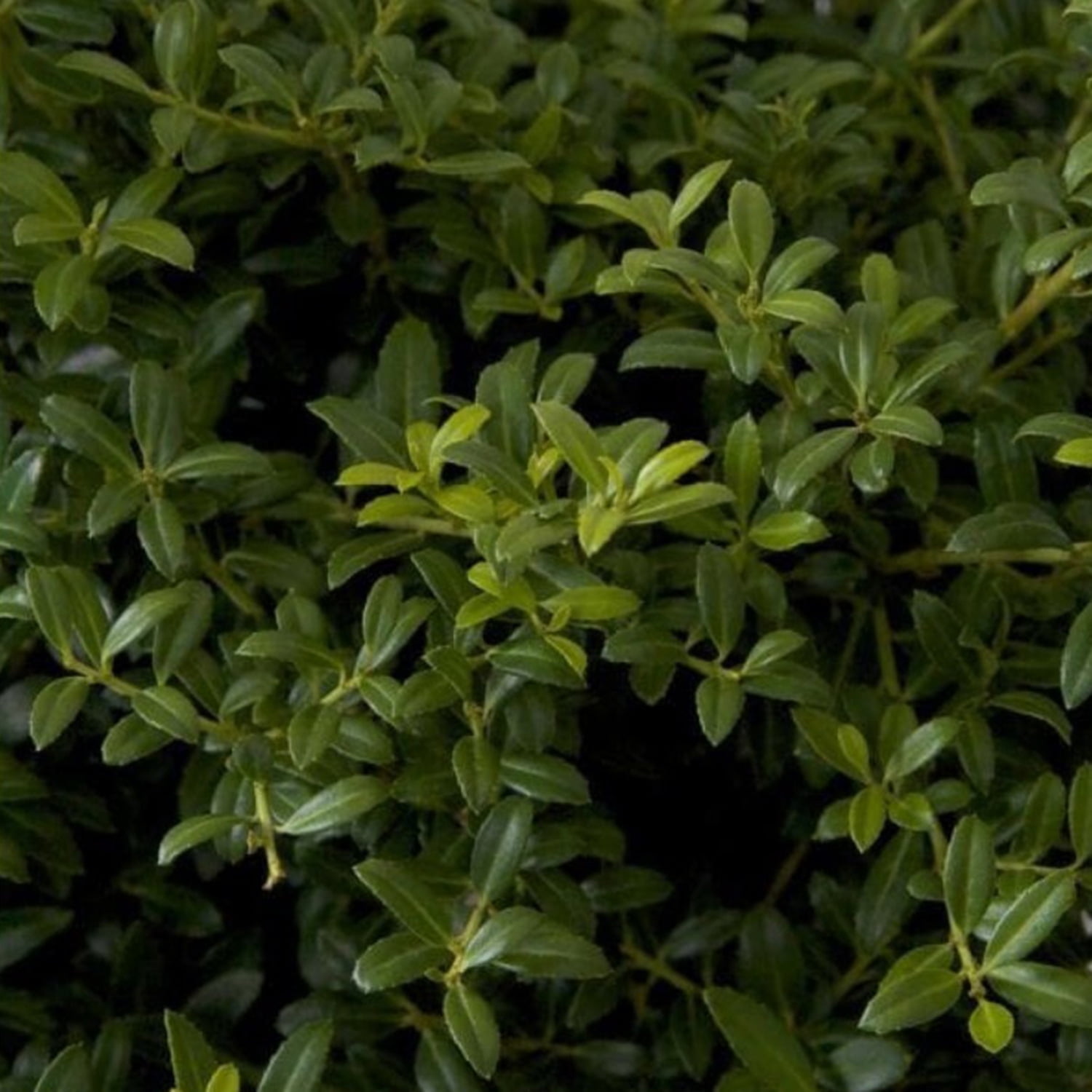 Expert Gardener Soft Touch Holly 2.5 Gallon Evergreen Shrub Live Outdoor Plant
