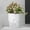 1Pack-White, variant on Self Watering Pots for Indoor Plants, Flower Pots Outdoor, 6 Inch Self Watering Planter, Plant Pots , Plastic Flower Pots, Flower Pots Indoor, Plant Pots Indoor, White,1 Pack