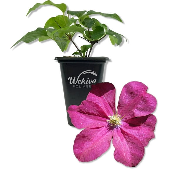Clematis Madame Edouard Andre - Live Starter Plant in a 2 Inch Growers Pot - Starter Plants Ready for The Garden - Rare Clematis for Collectors