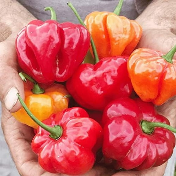 QAUZUY GARDEN 100 Seeds Aji Dulce Sweet Chili Pepper Ajicitoo Aji Gustoso Cachucha Seed Premium Non-GMO Seeds Mild Heat Delicious Pepper for Garden Home