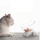 thumbnail image 3 of 15elevated Cat Food Bowls With Silicone Pet Mat, Plastic Bowl With Stand, 3 of 3
