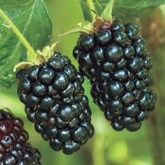 Direct Gardening Freedom Prime-Ark Blackberry Bush Dormant Bare Root Fruit Bearing Starter Plants 2 Pk