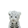 thumbnail image 3 of Straatsma, Leah 12x14 Black Modern Framed Museum Art Print Titled - White Tiger, 3 of 5