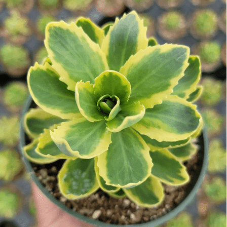 Sedum Alboroseum 'Mediovariegatum' Variegated #B Succulent Live Plant 4" Bare Roots for Garden Decor