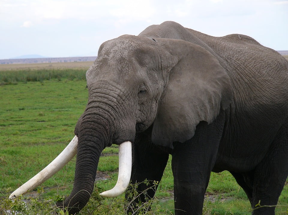 Elephant Animal Kenya Amboseli National Park-12 Inch By 18 Inch 