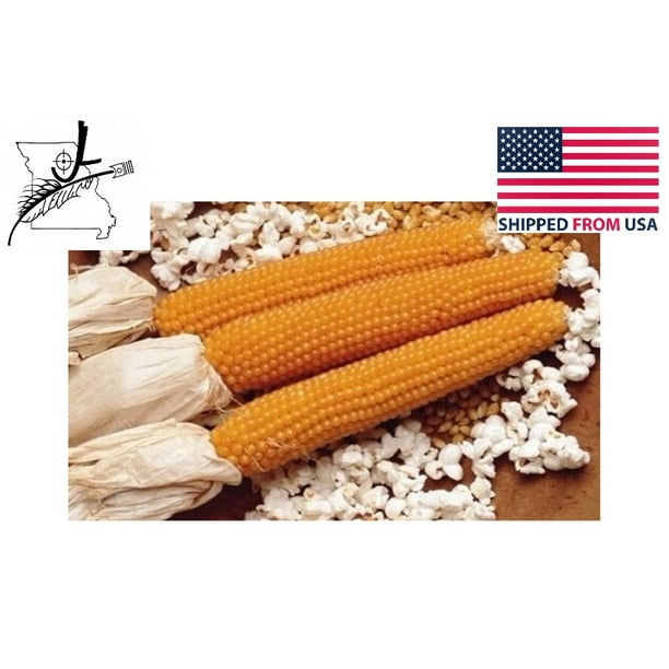 100 Lady Finger Popcorn Seed Heirloom OP Open Pollinated NonGMO Garden