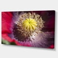 thumbnail image 2 of Colorful Opium Poppy Flower Photo - Flowers Canvas Wall Artwork, 2 of 4