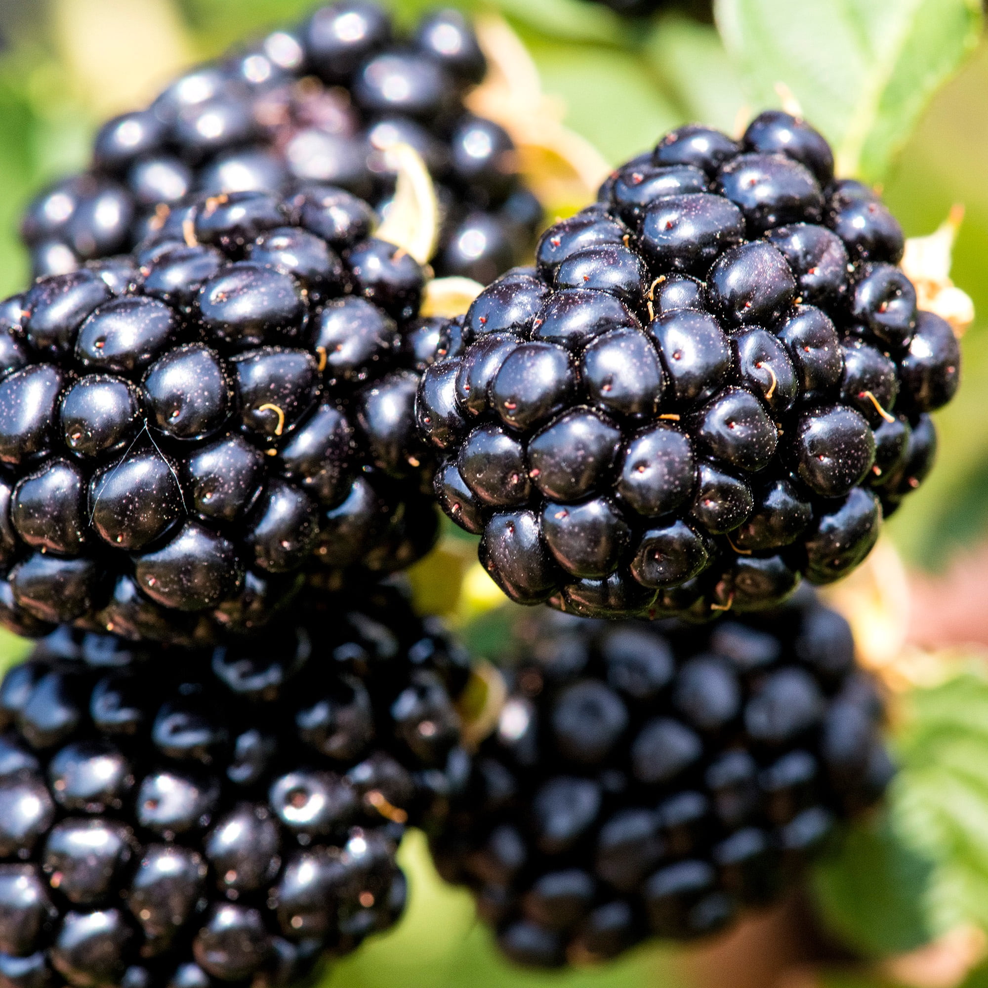 Proven Winners ColorChoice Taste of Heaven Blackberry Live Shrub (2 Gallon)