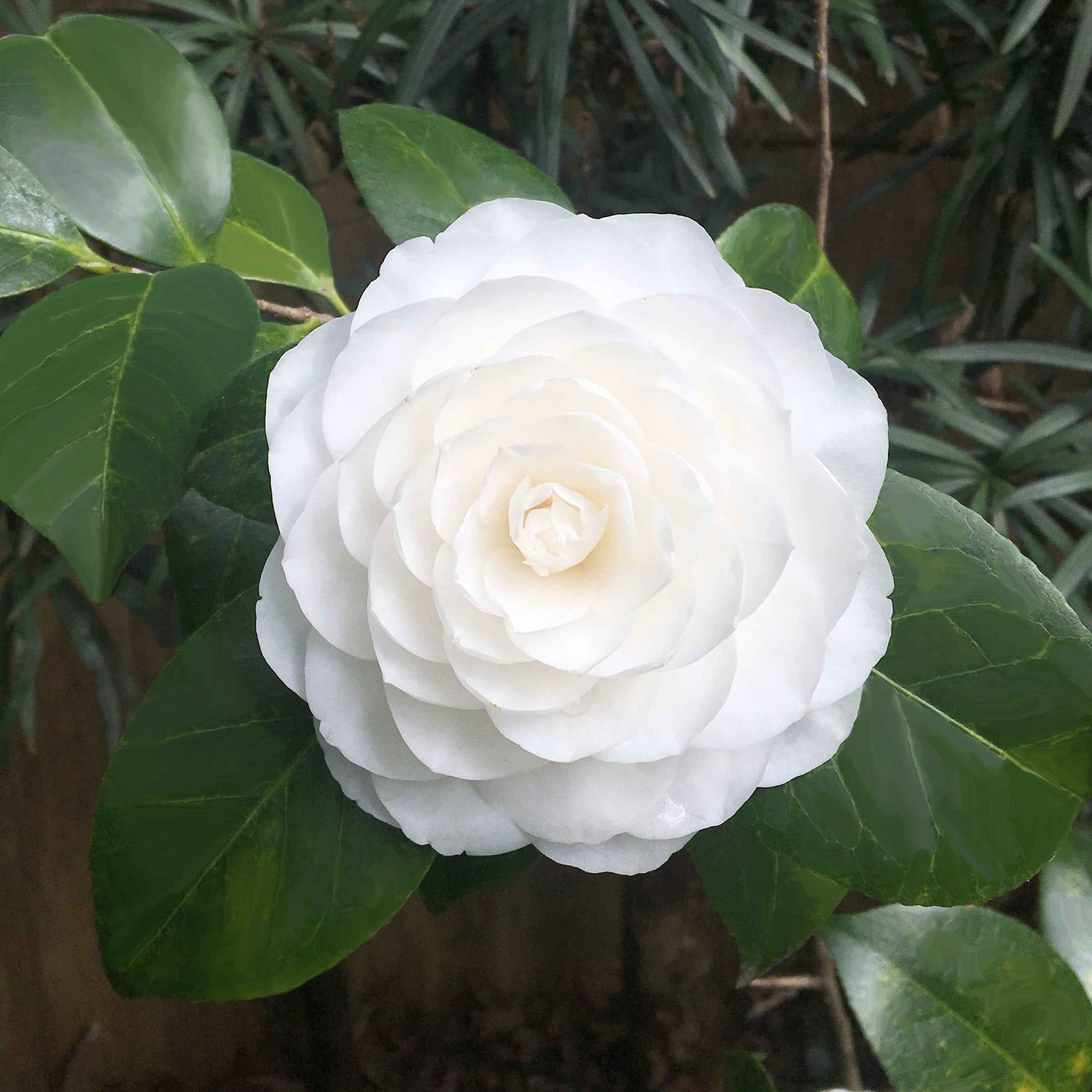 National Plant Network 3 gal. Camellia Japonica Seafoam Shrub