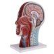 thumbnail image 3 of 1: 1 Cabeza Y Cuello Músculos Superficiales Nervios Medicina Anatómica s de Modelos s Sección Suministros de Aprendizaje perfke Estatua de cuello de cabeza humana, 3 of 5
