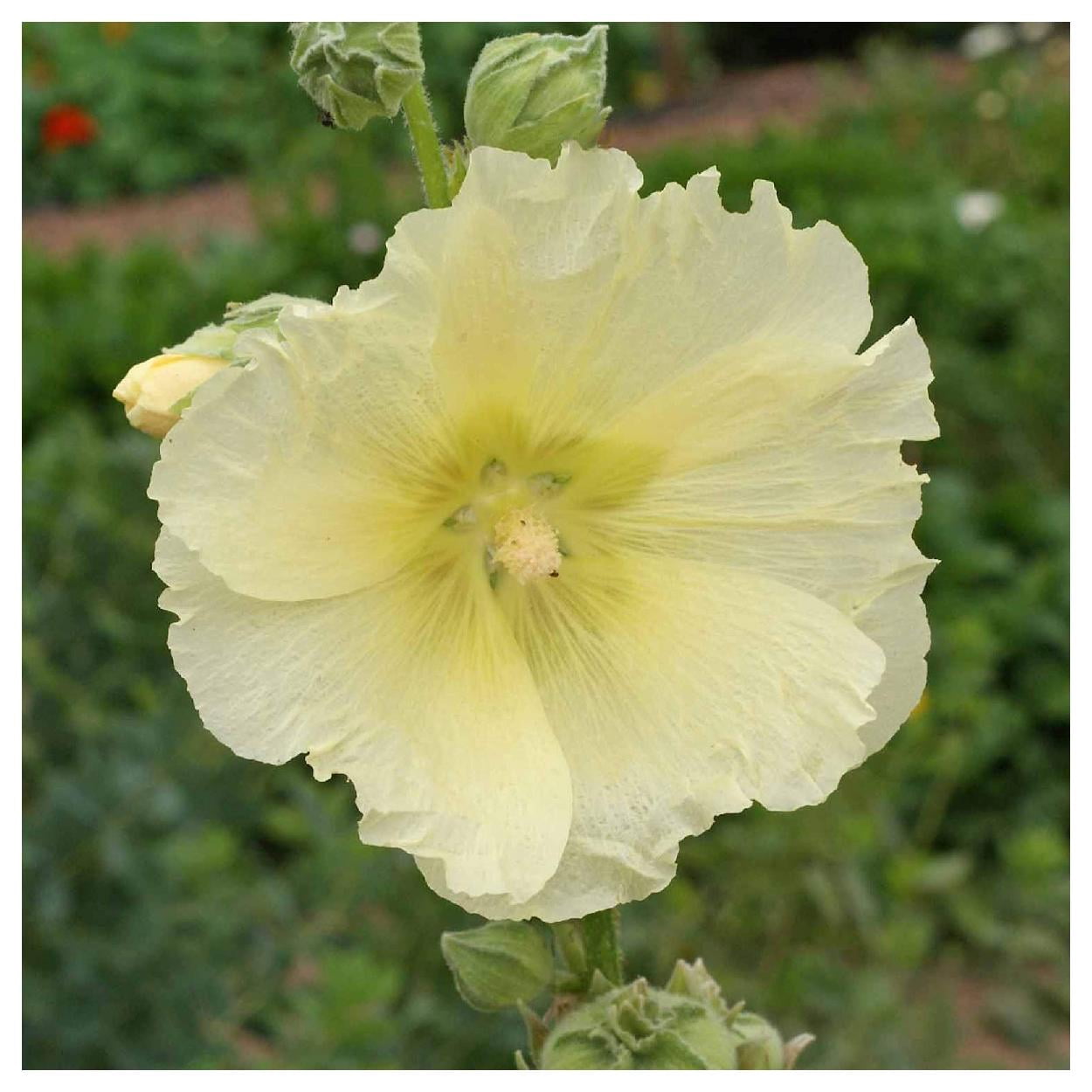 Everwilde Farms - 1/4 lb Hollyhock Garden Flower Seeds - Gold Vault Bulk Seed Packet