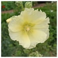 thumbnail image 2 of Everwilde Farms - 1/4 lb Hollyhock Garden Flower Seeds - Gold Vault Bulk Seed Packet, 2 of 4