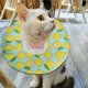 thumbnail image 5 of Ficarrico Pet Cat Collar de protección suave ajustable Elizabeth Circle Postoperación Anti lamiendo Prevenir mordeduras (S), 5 of 8