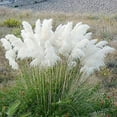 QAUZUY GARDEN 200 White Pampas Grass Seeds Cortaderia Selloana