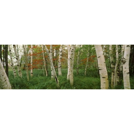 Betula Nigra River Birch Downy Birch (Betula Pubescens) Trees in a Forest, Wild Gardens of Acadia, Acadia National Park Print Wall Art ()