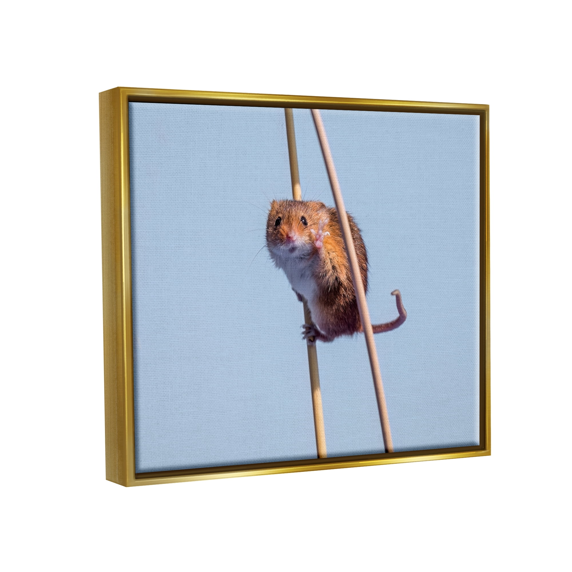 Stupell Industries Funny Balancing Mouse Animals & Insects Photography Gold Floater Framed Canvas Art Print Wall Art, 21 x 17
