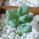 thumbnail image 5 of Gwong Decoración hogareña 1 unid Plastic Fake Artificial Succulents Plant Bonsai Garden Home Office Decor Gwong 21033212, 5 of 7