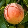 thumbnail image 2 of Direct Gardening Belle of Georgia Reachables Dwarf Peach Dormant Bare Root Fruit Bearing Starter Tree, 2 of 6