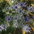 thumbnail image 3 of Sea Holly 'Big Blue' -Eryngium- Live Starter Plant, 3 of 5