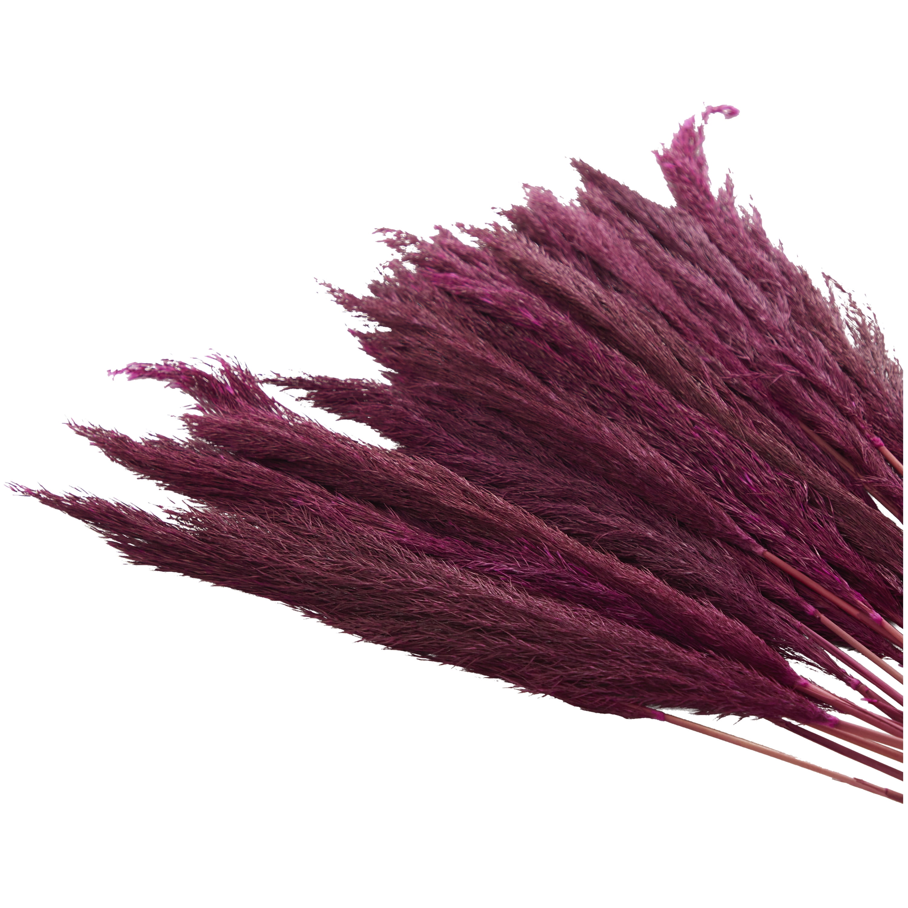 35" Dried Plant Natural Foliage Pampas Bouquet with Long Stems, by DecMode