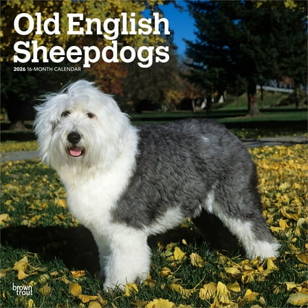 Old English Sheepdogs | 2026 12x24" (Hanging) Square Wall Calendar | BrownTrout
