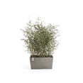 thumbnail image 4 of Ecopots Paris Durable Modern Rectangular Indoor/Outdoor Recycled Based Composite Flower Planter, Taupe, 31.5", 4 of 4