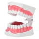 thumbnail image 5 of Modelo de diente dental para estudio de demostración oral para adultos, herramienta de enseñanza para dentistas con cepillo, 5 of 15