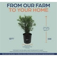 thumbnail image 3 of Nature's Way Farms Podocarpus (25-30 inches tall) in growers pot, 3 of 5