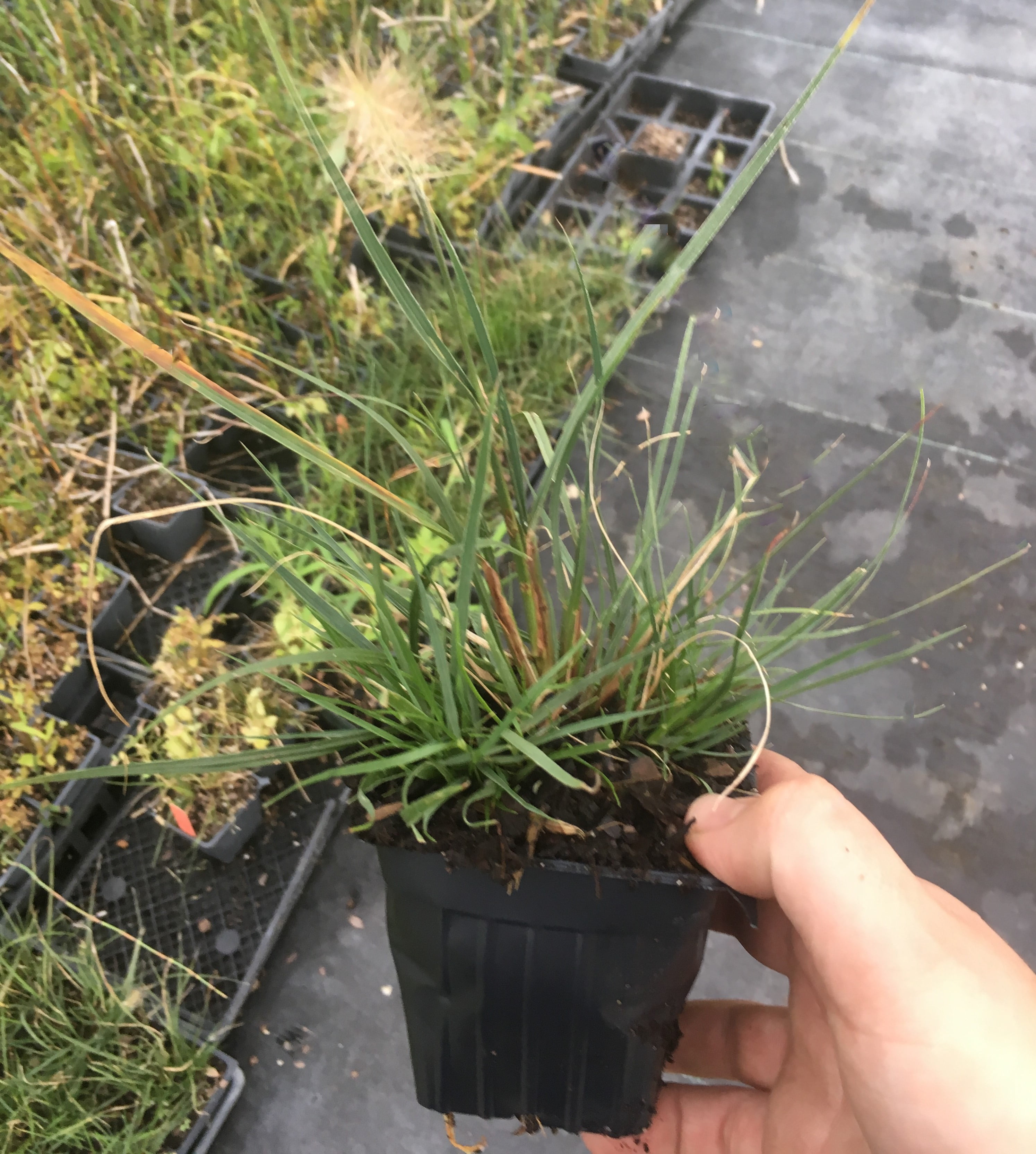 Little Bunny Dwarf Fountain Grass / Pennisetum Alopecuroides3
