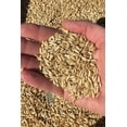 thumbnail image 5 of Plant Good Seed Hulless Oat Seeds for Planting: Organic Grain, 275 Seed Packet, 5 of 5