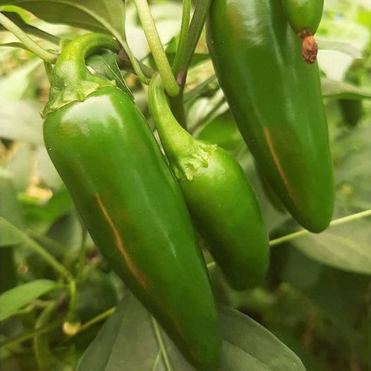 TomorrowSeeds Jalapeno M Pepper Seeds 300+ Count Packet 8,000