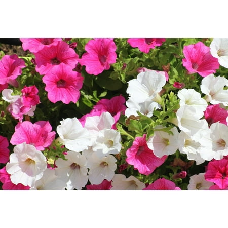 Proven Winners 1.56PT Petunia Flowering Sun Annuals