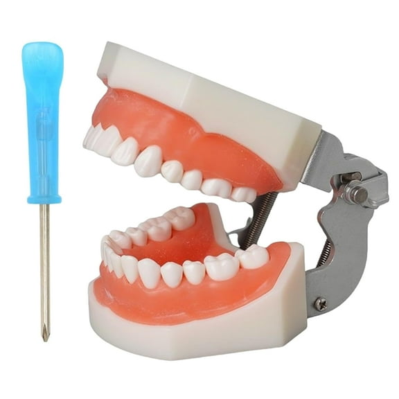Dental Typodont Teeth Model: Standard Tooth Teach Practice Model with 32 Detachable Teeth Screw-in Teeth for Teaching, Practice and Study, with a Small Screwdriver