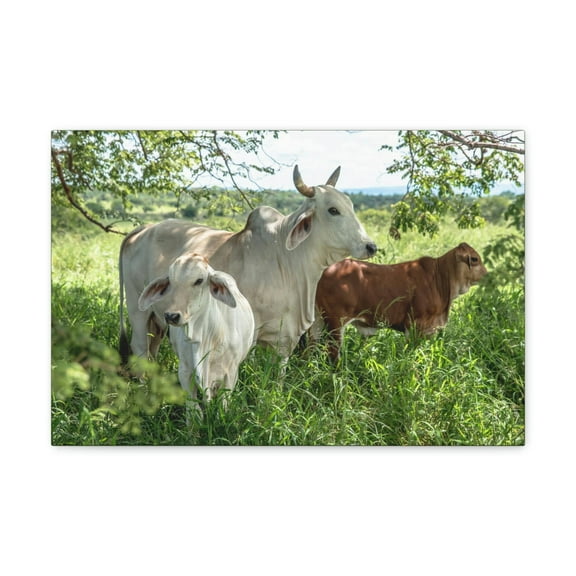 Zebu Hunting Zebu on Hunt Print Animal Wall Art Wildlife Canvas Prints Wall Art Ready to Hang Unframed