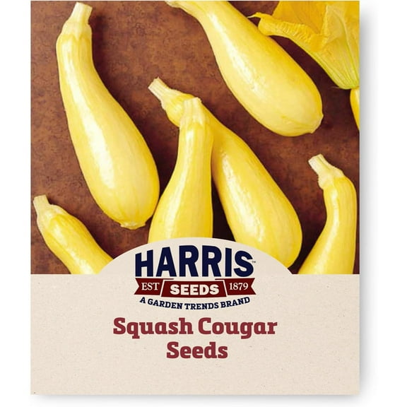 Harris Seeds - Treated Summer Squash Seeds F1 Multipik Straightneck Yellow - 25 Seeds
