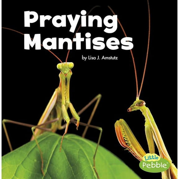 Little Critters Praying Mantises, (Paperback)
