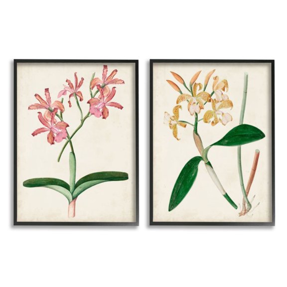 Stupell Industries Vintage Orchid Illustration Pink Yellow Florals Design by Unknown Artist