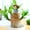C, variant on YUTK Brazilian Wood Potted Plant Decoration for Home Office Decoration4pc,C,Free Size