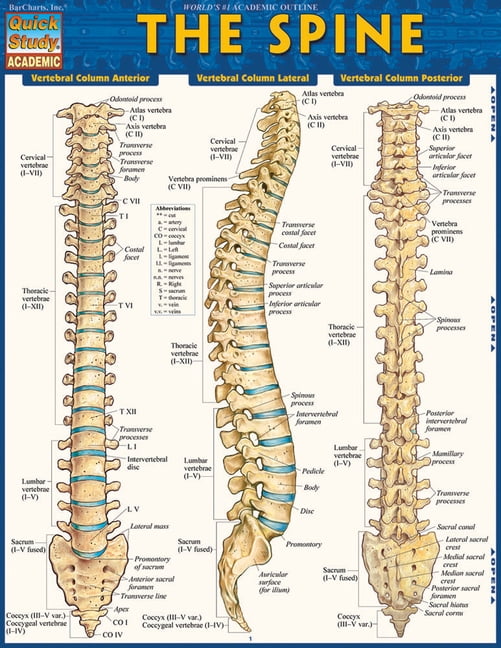 The Spine (Other)