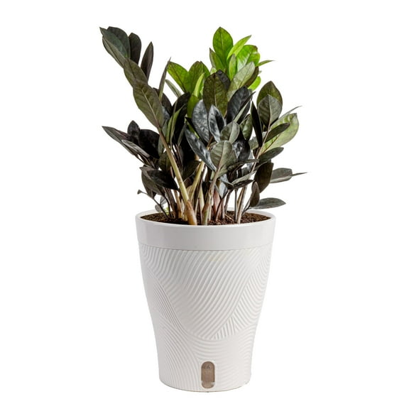 Trending Topicals by Costa Farms 24" Zamioculcas Zamiifolia Raven House Plant in 6" Self-Watering Pot