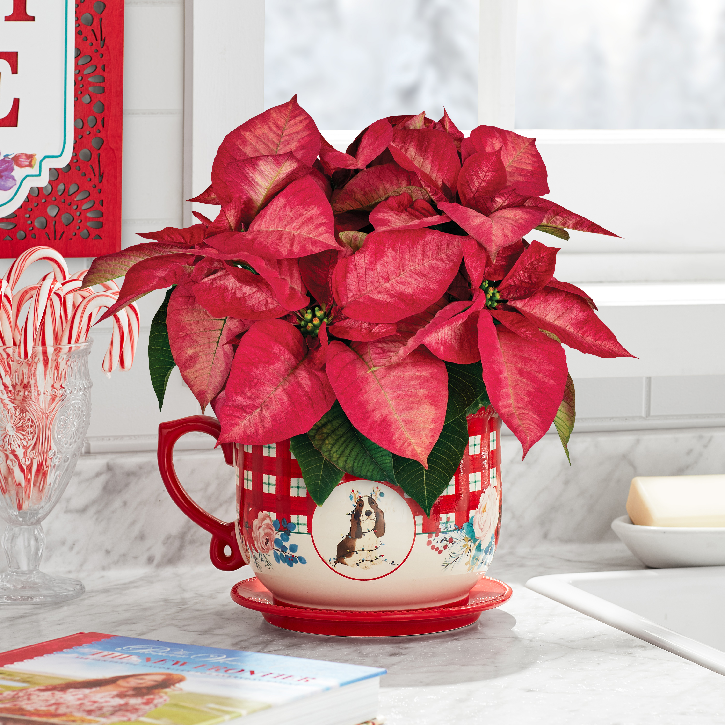 The Pioneer Woman Dark Pink Poinsettia Live Plant in 6" Mug Planter - image 2 of 9