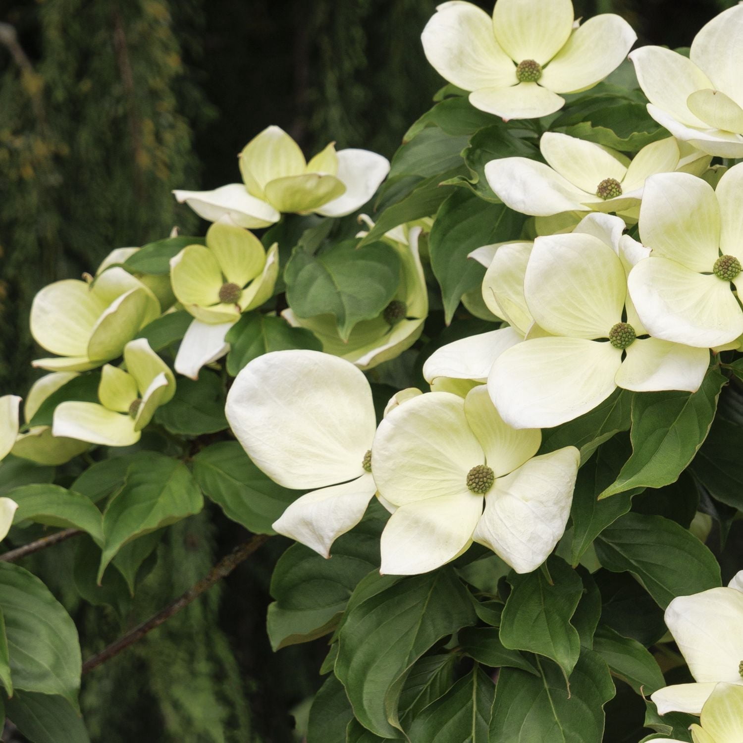 Expert Gardener 4-5' Dogwood Venus® in 1 gal. Grower Pot