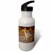 Kenya, Samburu, Guenthers Long-Snouted Dik-Dik antelope-AF21 AJE0388 - Adam Jones 21 oz Sports Water Bottle wb-69811-1