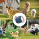 thumbnail image 4 of Retractable for small dogs, retractable dog leashes, retractable leashes for dogs, retractable leashes for small dogs, 4 of 4