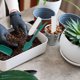 thumbnail image 4 of HEALEEP 2 Multifuncional Para Jardinería Con Herramientas Duraderas Para Plantas Suculentas Y Bonsáis, 4 of 6
